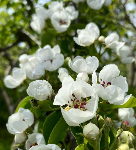 Pæretreet til Tove i full blomst (Høybakken)