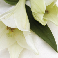 Borgny Revhaug Solem