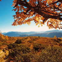 Odd Anfinn Brautaset